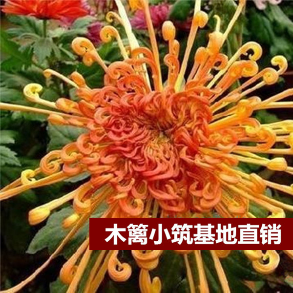 限时特价 盆栽菊花【彩云金光】菊花苗 四季菊花菊花 当年开花