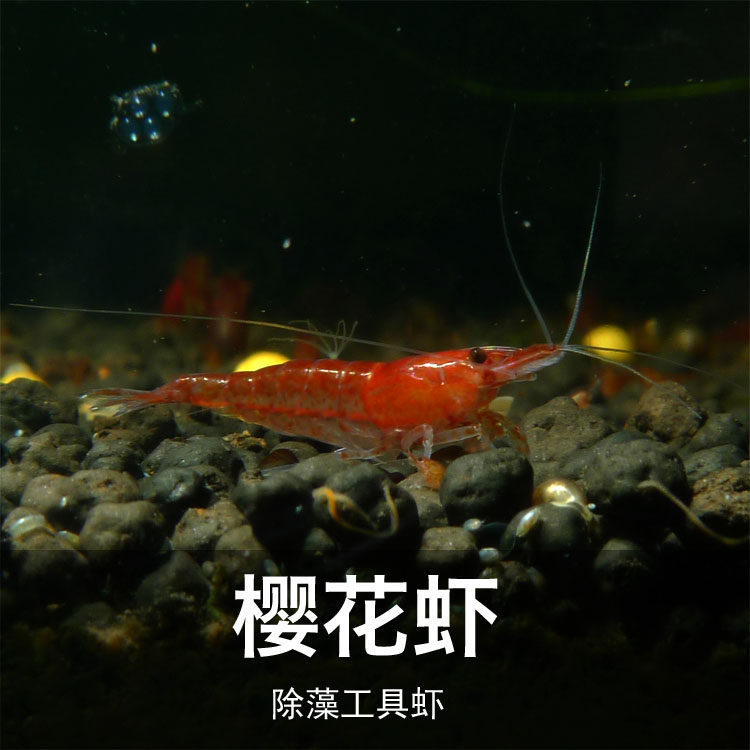 Fatfat Fish House Cherry Shrimp Except Bath Shrimp Ornamental Shrimp Ornamental Fish Ornamental Shrimp Living Cherry Blossom Shrimp Packet Loss