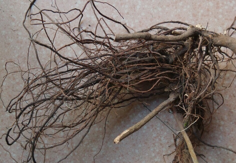 Wild herbs eight-claw golden dragon root hundred and two golden roots Eight-claw root iron umbrella selected goods