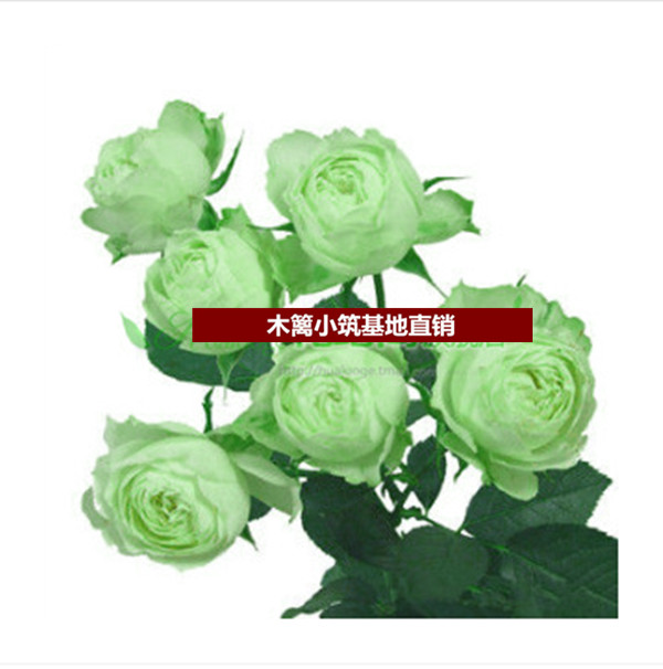 新品藤本月季花苗【绿卡】大花爬藤藤本月季四季开花 盆栽