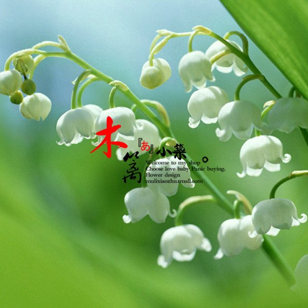 【白衣天使】盆栽花卉室内庭院香型铃兰花苗根大种根防辐射吸甲醛