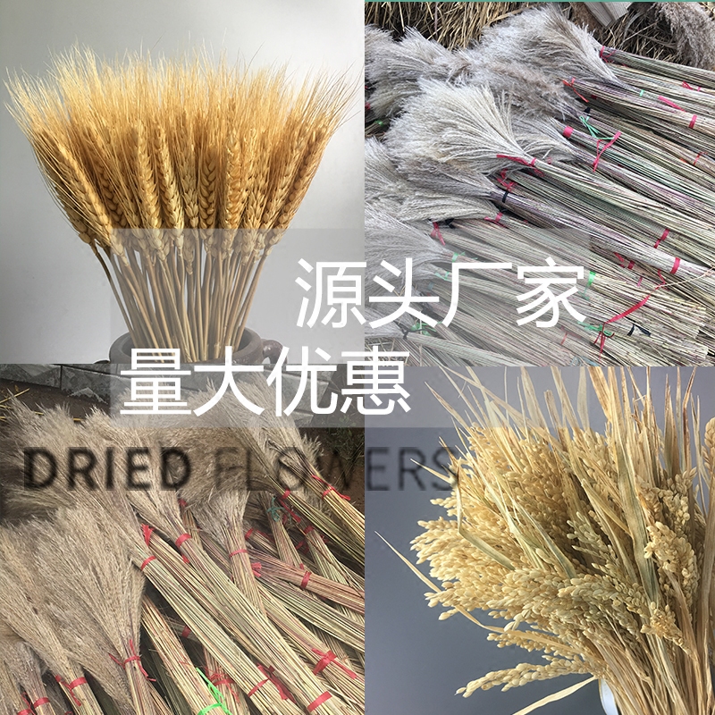 Natural Reed Dried Flowers Really Wheat Dried Flowers Cotton Rice