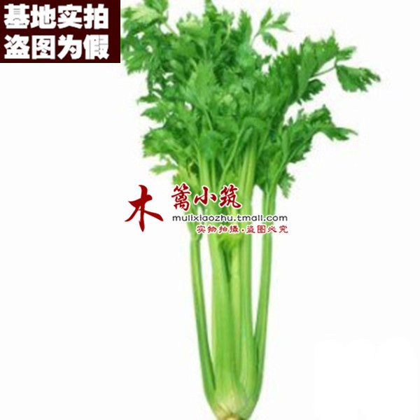 【西洋芹菜16】四季小香芹菜 家庭耐寒香味浓 阳台盆栽