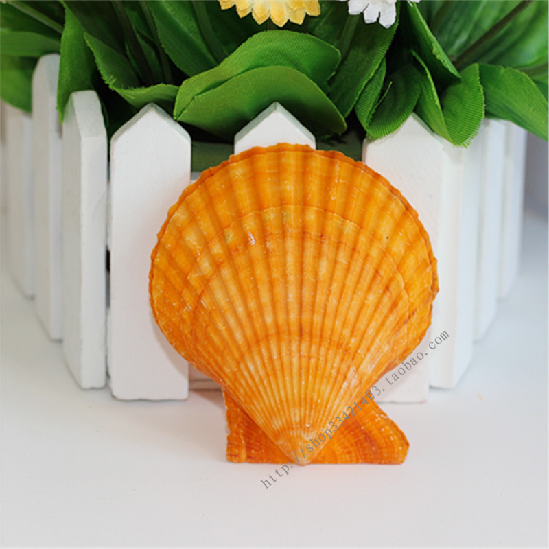 Natural colored fan clam scallop 6-7cm orange shell Mediterranean home decoration fish tank landscaping props wall stickers