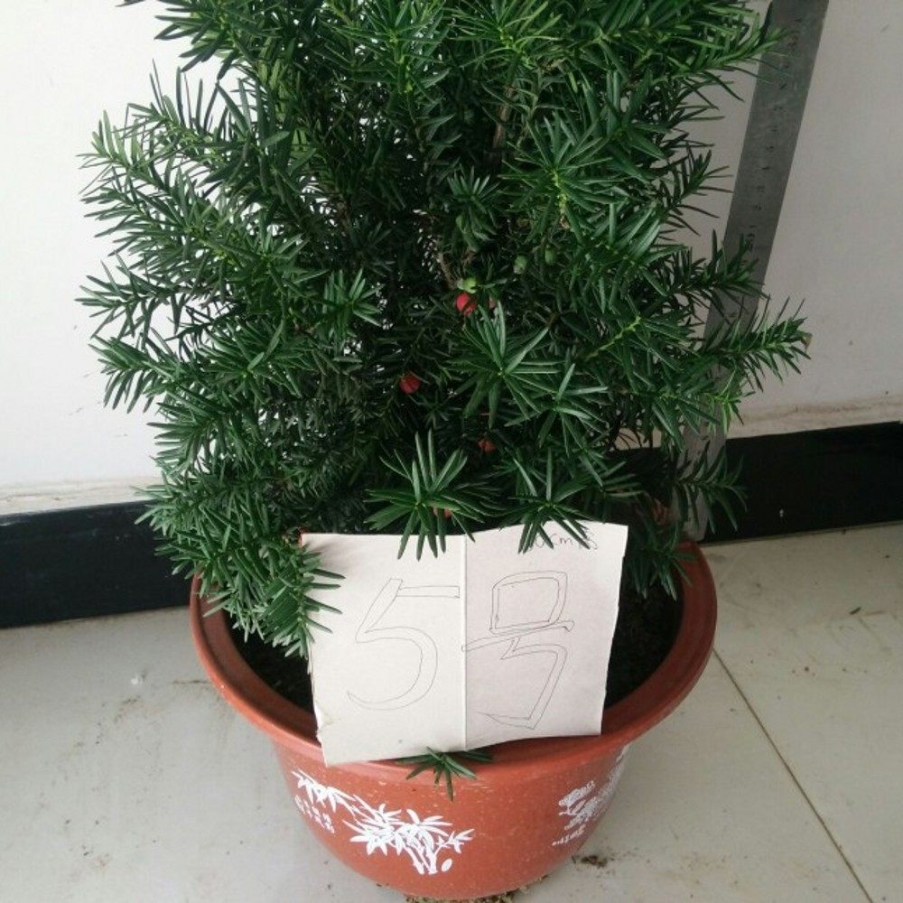�̴�����hdsdaiguo333