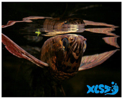 Hot Selling Ornamental Fish Tropical Fish Freshwater Fish Ancient Butterfly Fish Small Fish Aquatic Pet Living Bag Live Fish