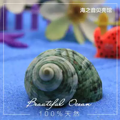Full 35 natural Shell Green Snail Fish Tank landscape roll fish hermit crab conch shell DIY decoration 5