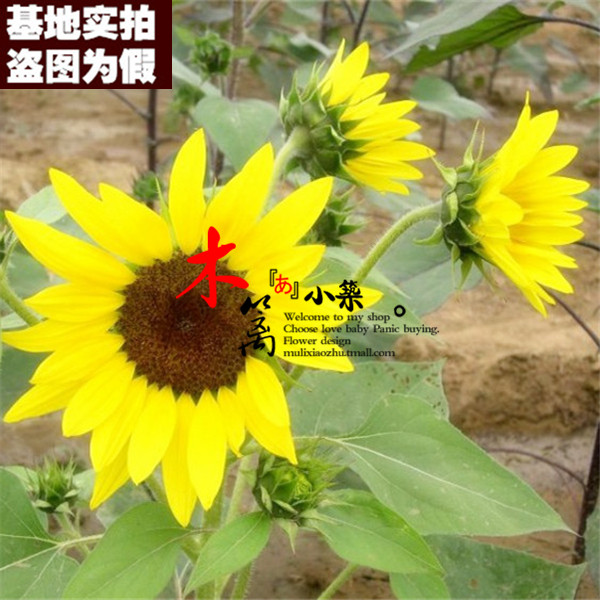 【切花16】矮向日葵 食用向日葵 切花向日葵 油葵【20粒】