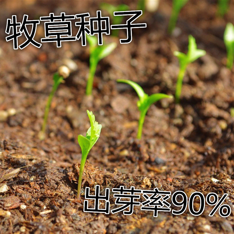 Pasture seed Timothy wheat grass grass, oatmeal lettuce alfalfa high fiber natural tortoise feed