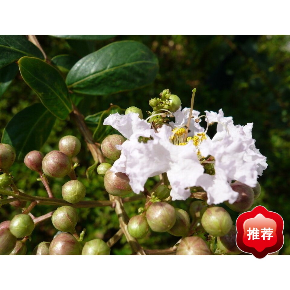 Accounting Software Single-machine Edition Accounting Credential Management Software Accounting Account Management Installation Video-Taobao