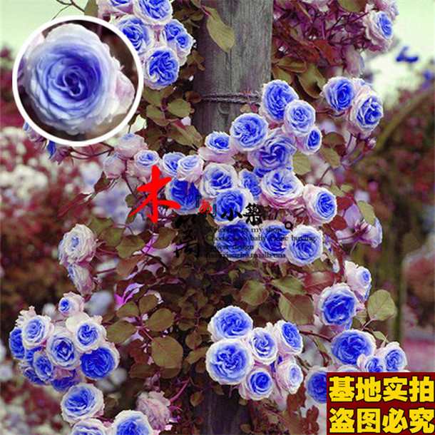 【阳光16】多花蔷薇花苗爬藤攀援 藤本月季玫瑰苗 地栽盆栽植物