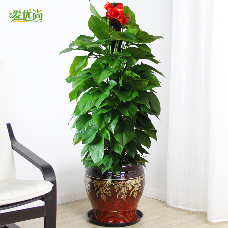 �����д���������s227