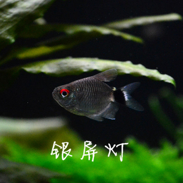 South American water ethnic silver screen lamp ball light red eyeball light small tropical fish full amount