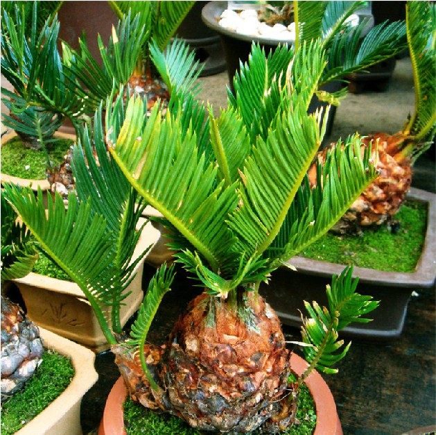 �Ӻ�Ե�辰 ����