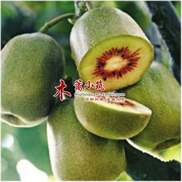 【楚红-黄心15】阳台庭院盆栽地栽嫁接苗 新西兰猕猴桃苗