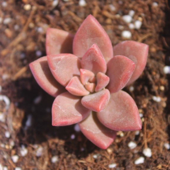 姬胧月 红石莲 粉莲 宝石花 景天科风车草属 多肉植物 办公桌盆栽