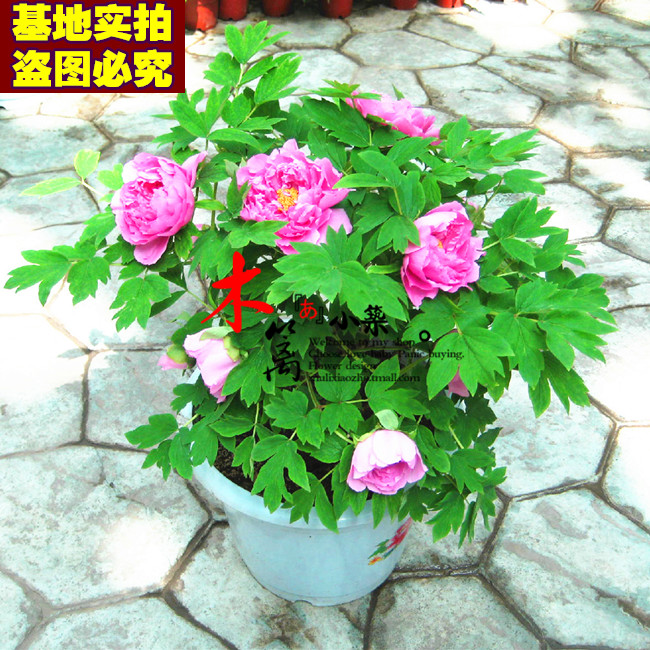 当年开花洛阳牡丹苗庭院阳台花卉绿植盆栽牡丹花苗赛芍药玫瑰植物