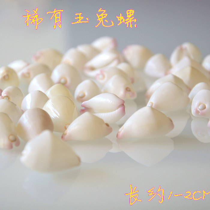 Full 38 sea shell jade rabbit screw 1 - 2cm wedding ground decorated fish tank view photography props