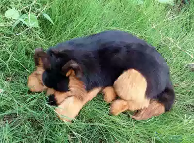 Large simulation sleeping dog fur handmade car accessories simulation black wolf dog handicraft decoration