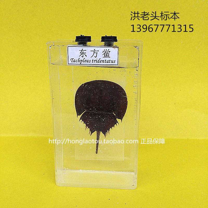 仿真膜型东方鲎浸制标本 科教 生物教学中小学幼教配套标本