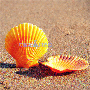 Natural conch orange scallop shell 5-8CM floor wall stickers aquarium decoration color ornaments HERMIT crab food basin DIY