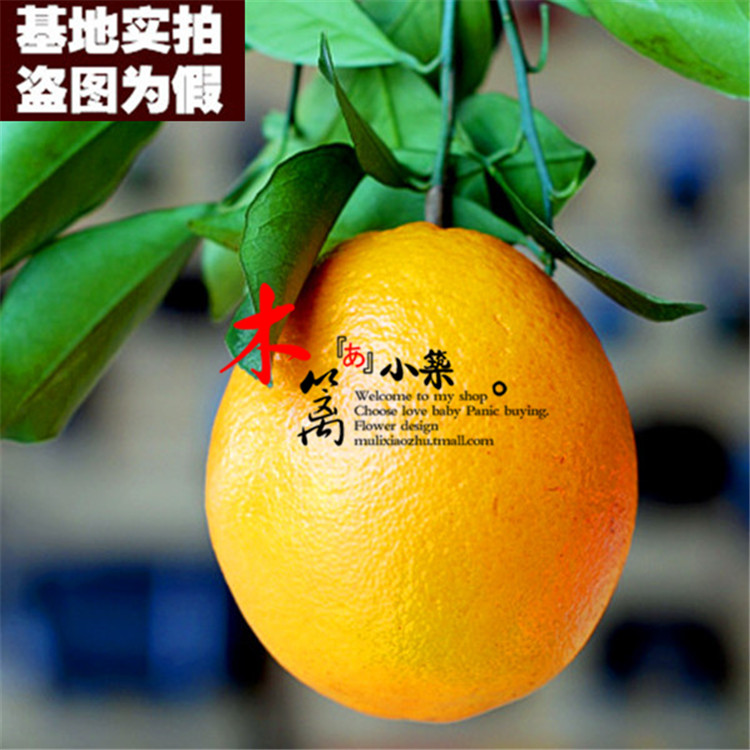 【梨橙15】橙子苗盆栽地栽苗 红心橙子多品种南北方种植