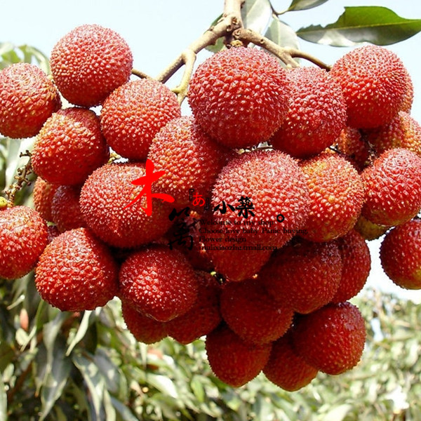 【白腊】盆栽地栽苗木 荔枝苗 荔枝王 阳台庭院地栽盆栽荔枝苗