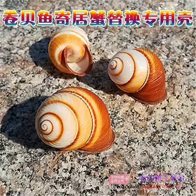Natural conch shell yellow snail snail scallop fish hermit crab replacement shell fish tank aquarium creative ornaments