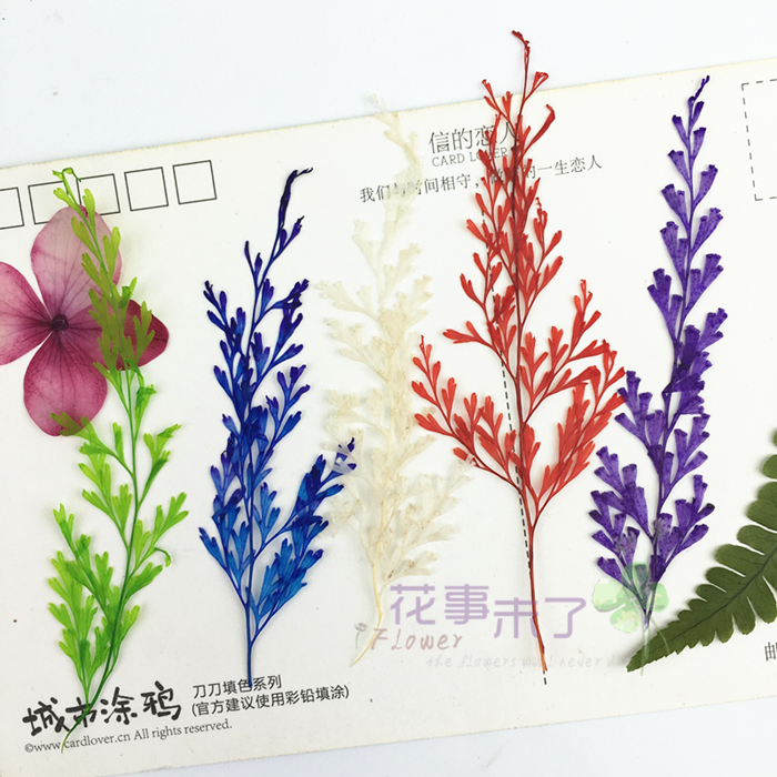 Short Head Green Urns Natural Drop Glued Flower Embossing Dry Flower Mobile Phone Shell Diy Plant Teaching Specimen 12 Dress-Taobao