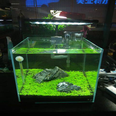 水草種子迷你對葉類似矮珍珠極易栽培魚缸水族箱造景陰性草前景草