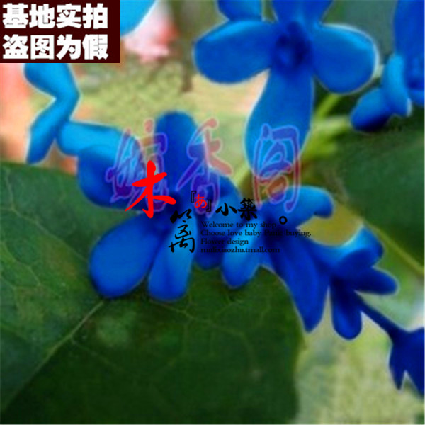 【蓝桂17】室内盆栽花卉 丹桂金桂银桂四季桂花苗【10粒装】