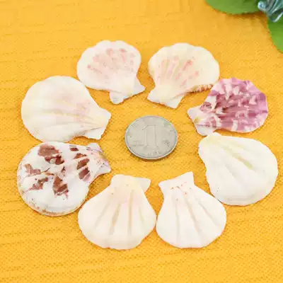 Natural shell conch wall-mounted floor Wedding decoration Fish tank landscaping Home decoration fan-shaped shell 3-4 cm