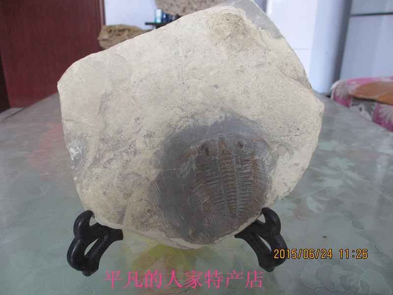 Trilobite German worm Swallow stone Original stone Paleozoic gift collection specimen Living room Bogu frame strange stone