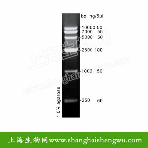 DNA Marker VI 50T 250ul DNA Marker 分子量标准R04031 核酸电泳