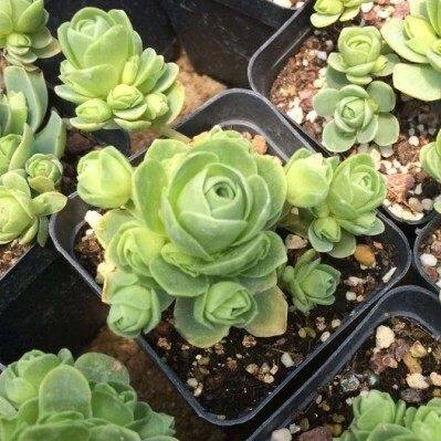 �����������辰