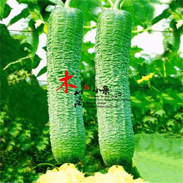 【早皱丝瓜】阳台盆栽黄瓜南瓜苦瓜丝瓜蒲瓜瓜果种