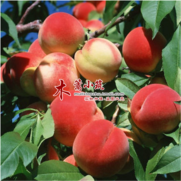 【大红水蜜桃】 盆栽油桃嫁接桃树庭院苗南方北方种植赛樱桃核桃