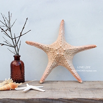 Natural extra-large starfish shell Mediterranean home model decorative specimens female gift ornaments floor wall stickers props