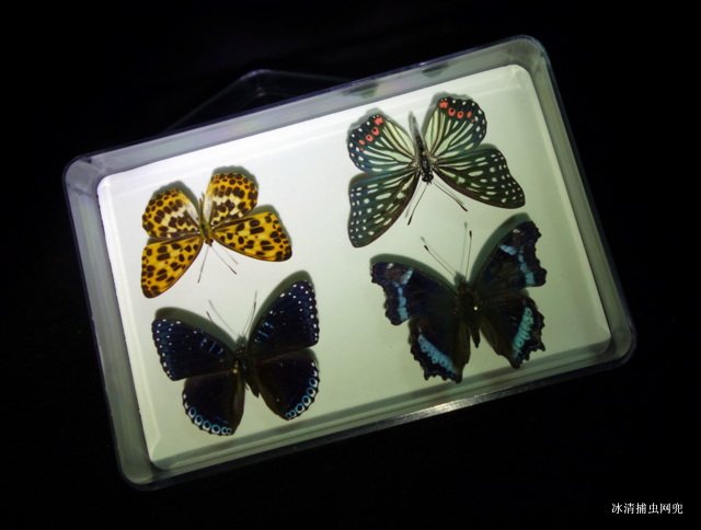 Transparent plastic specimen box Dimensions of crystal plastic box: 21 mm ² * 15 mm ² * 5 mm ²