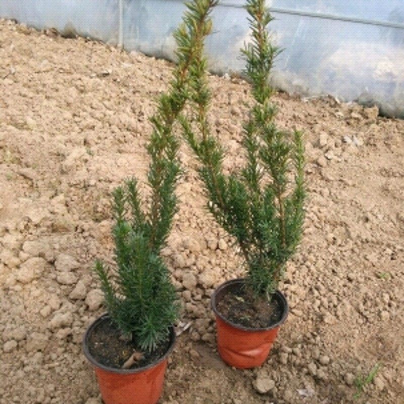 �̴�춹ɼ����