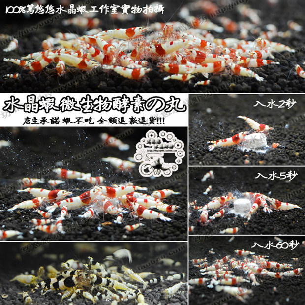 Tuk Tuk of the original Taiwan Shrimp House Straight For Microbial Ingots Enzyme Crystal Shrimp Grain Buy 3 Sending 1 