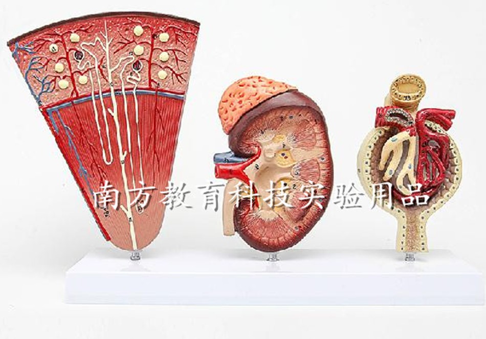肾单位肾小球模型 人体肾脏 医学教学讲解肾脏解剖实验器材 正品