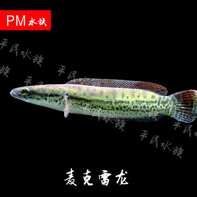 雷龙鱼战斗排名