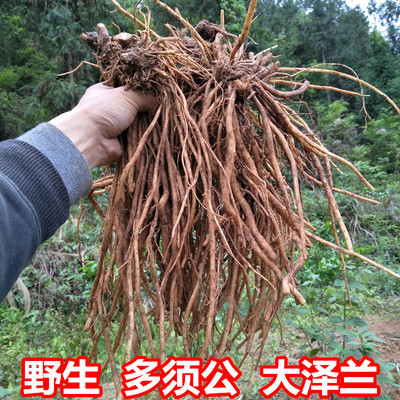 白须公草药图片,山草药白须公图片 - 伤感说说吧