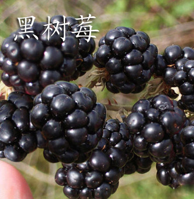 黑梅子图片,黑莓长什么样子图片,黑树莓图片(第3页)_大山谷图库