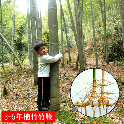 竹子各个部位的名称-千图网