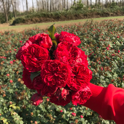 开花机器价格\/报价_开花机器畅销商品比价 - 挖