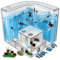 Paradise ant queen super-large ant country nest p-hole farm plays with bionic reproduction king ant workshop observer breeding box cage