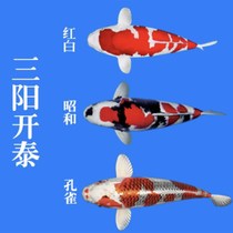 Koi freshwater live fish red envelope Taisho Showa v white written scarlet tea carp cold water Feng Shui ornamental mail white fish package live