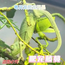 变色龙宠物蜥蜴爬虫绿q鬣异宠高冠爬宠大型小型仿真爬藤树枝藤蔓